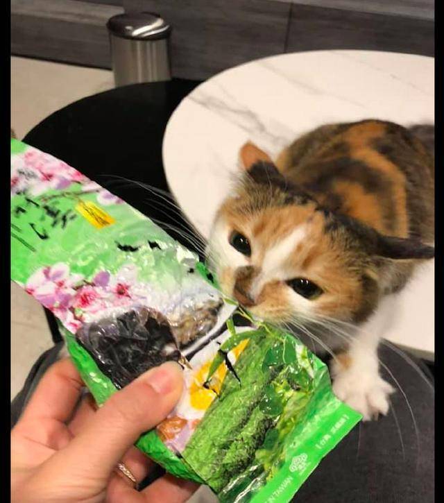生命|主人拿茶叶出来准备泡茶，猫咪却跑过来要吃：想偷吃零食？没门！