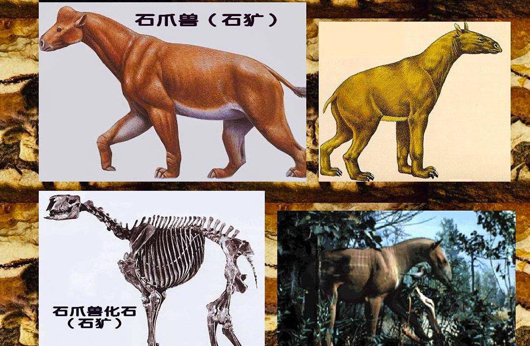 神农架疑似存在驴头狼，早已灭绝500万年，为什么又突然现身？