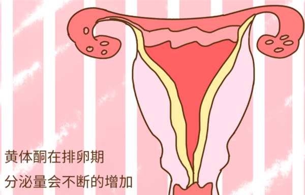 自然妊娠过程中