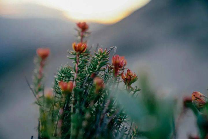 人参|星芮化妆品厂｜都是主打中草药护肤，为什么外资品牌比国产品牌更受欢迎？