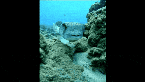 58f2986c901441d7898112b58586195b.gif