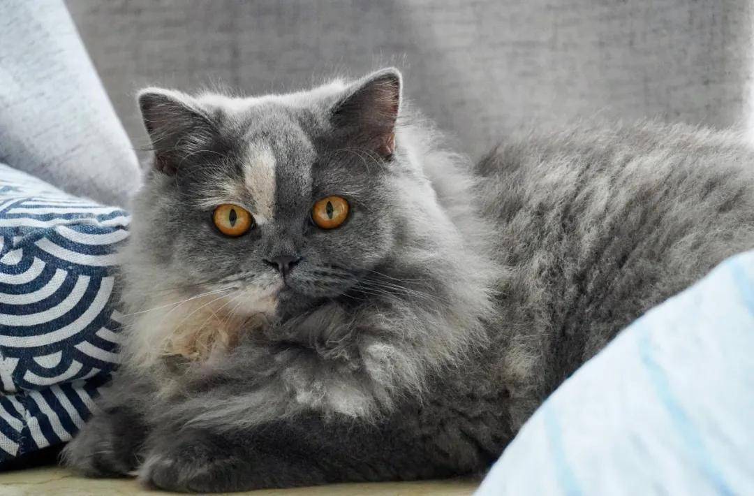 因为|吸完几百只猫猫狗狗,我们从中选出了30只最可爱的给你