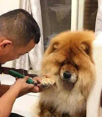 狗为啥怕剪指甲 7e846cd7466544dda2812c7417cd7a31.jpeg