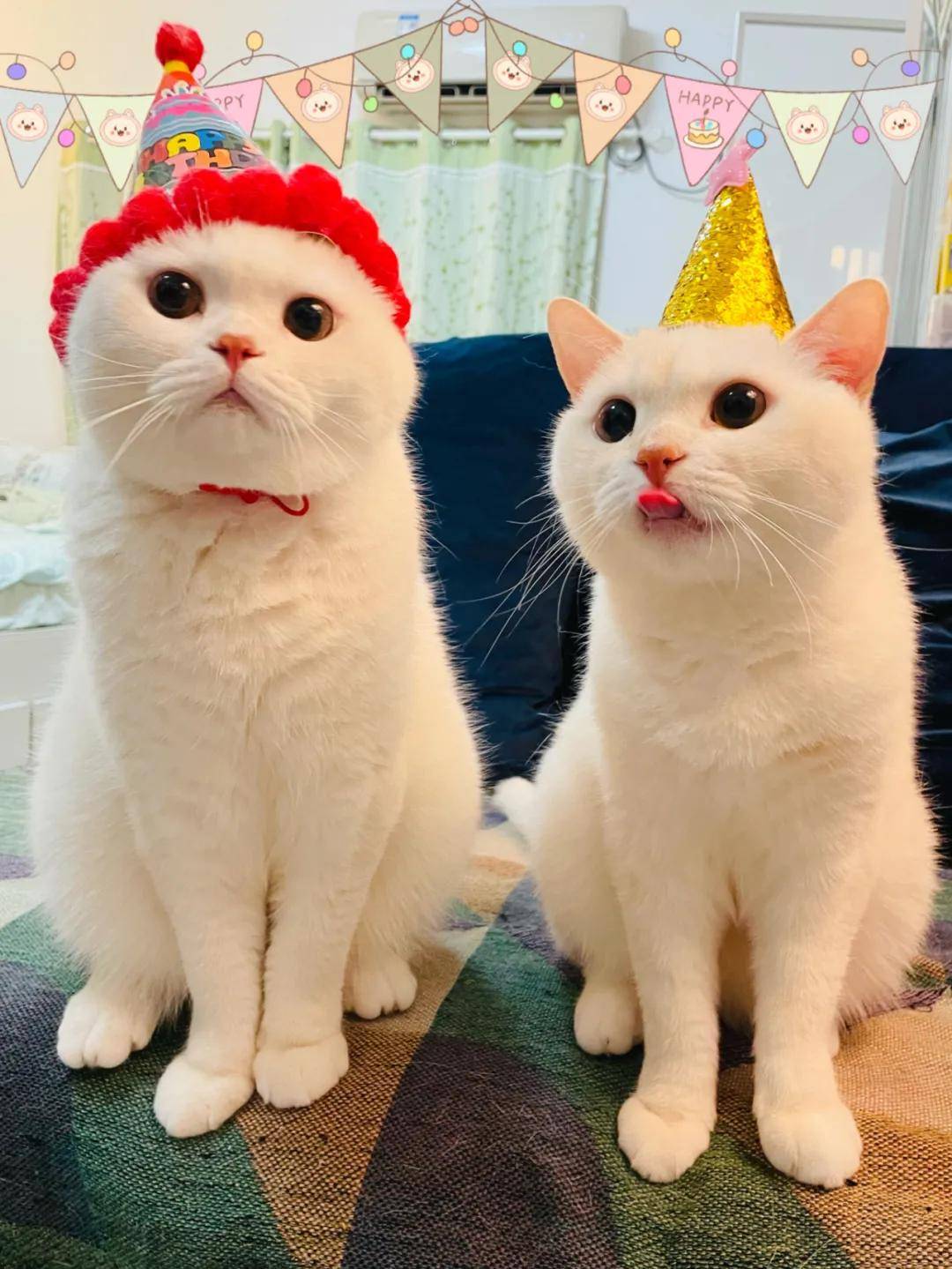 因为|吸完几百只猫猫狗狗,我们从中选出了30只最可爱的给你