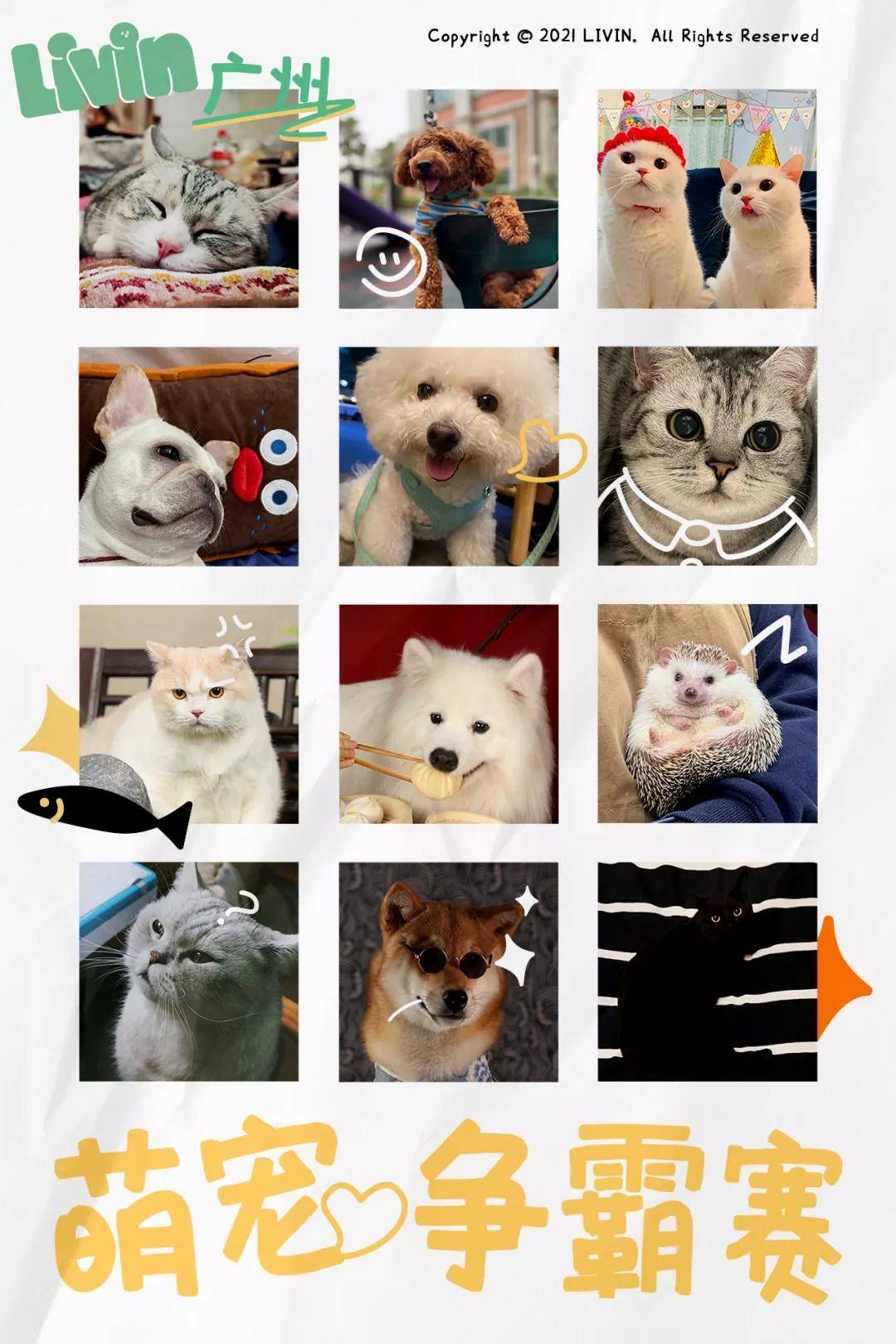 因为|吸完几百只猫猫狗狗,我们从中选出了30只最可爱的给你