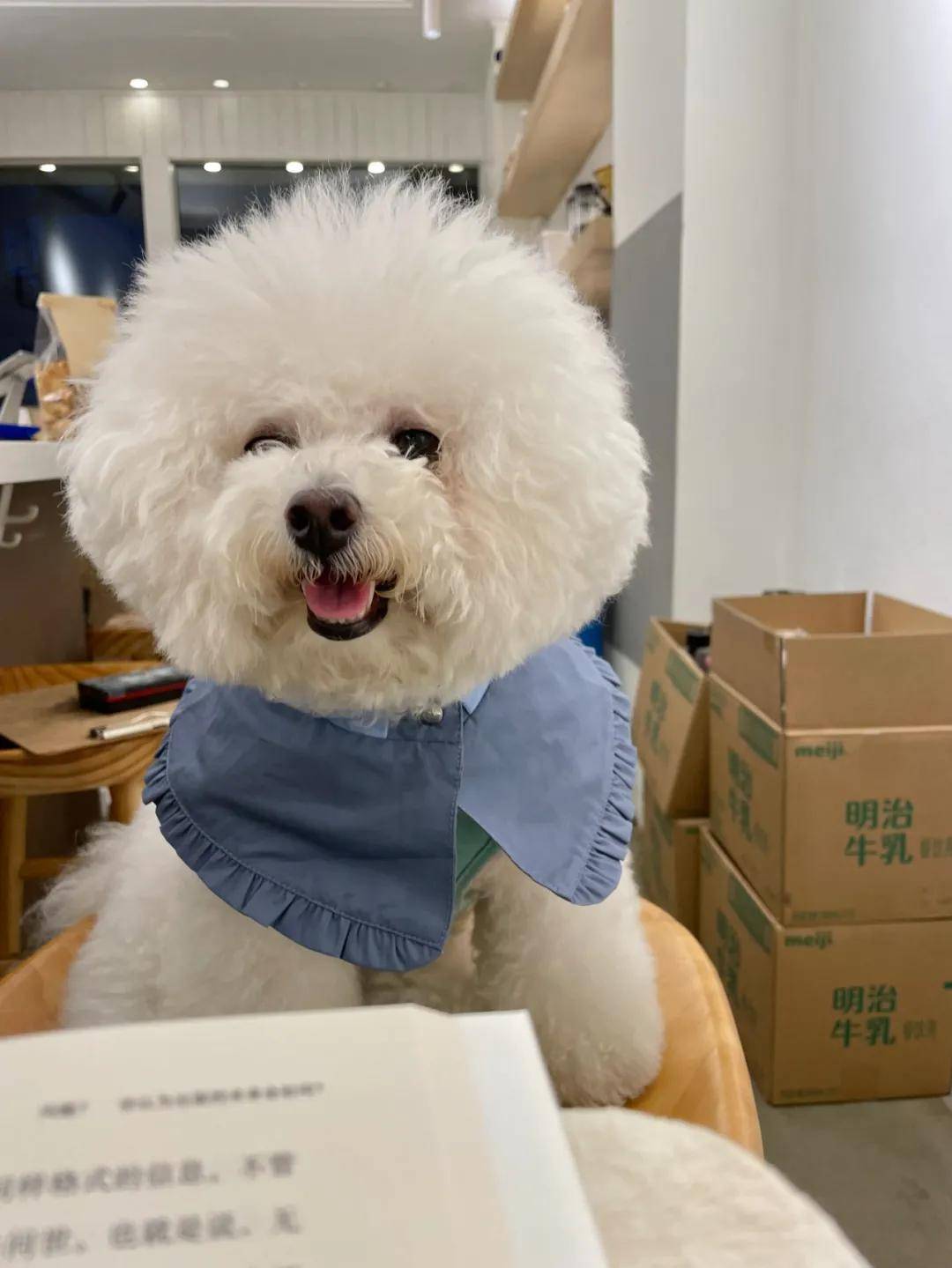 因为|吸完几百只猫猫狗狗,我们从中选出了30只最可爱的给你