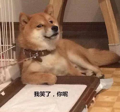 魔性|男子沉迷训狗，柴犬的表情却渐渐魔性，你是表情包成精吗