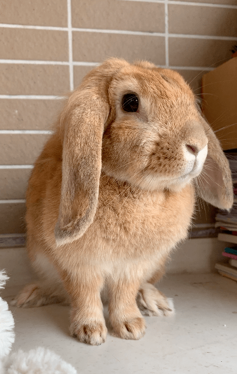 因为|吸完几百只猫猫狗狗,我们从中选出了30只最可爱的给你