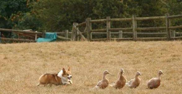 操作|柯基就只会卖萌么？那你就错了，它还有这种操作