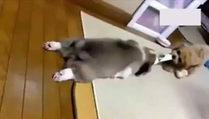 菜篮子|柯基、泰迪打起架来简直不要太可爱,铲屎的在一旁乐的都不做饭了