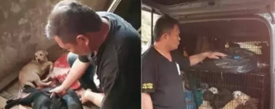 母狗在桥下生下7只狗崽, 救助员赶到桥下救时, 见到的场面蒙了 母狗在桥下生下7只狗崽, 救助员赶到桥下救时, 见到的场面蒙了