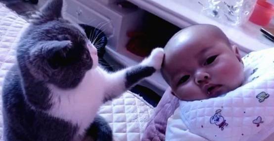 猫咪将爪子伸向小宝宝，主人正要阻止，接下来的这幕暖到