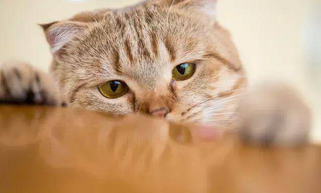 猫咪化毛球吃什么好？猫咪吃什么化毛？
