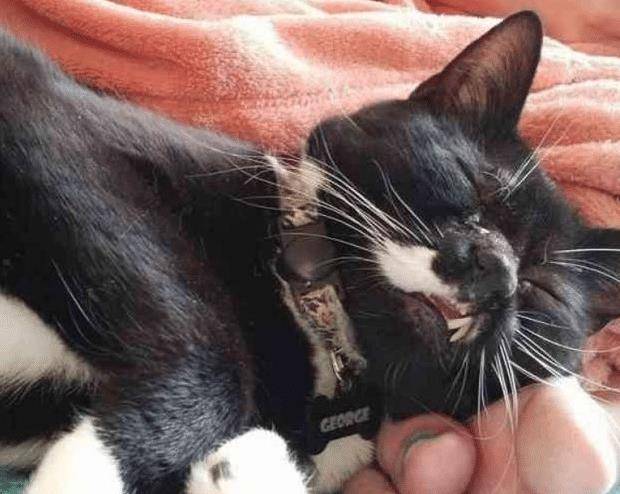 流浪猫因打架“毁容”,女子毫不嫌弃直接收养,用爱“感化”猫咪 流浪猫因打架“毁容”,女子毫不嫌弃直接收养,用爱“感化”猫咪