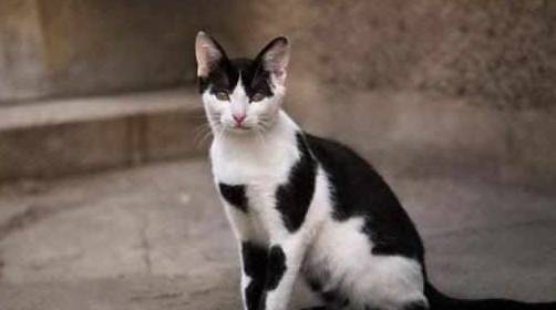 因为|最适合饲养的四种猫咪，狸花猫上榜，有你家的吗？