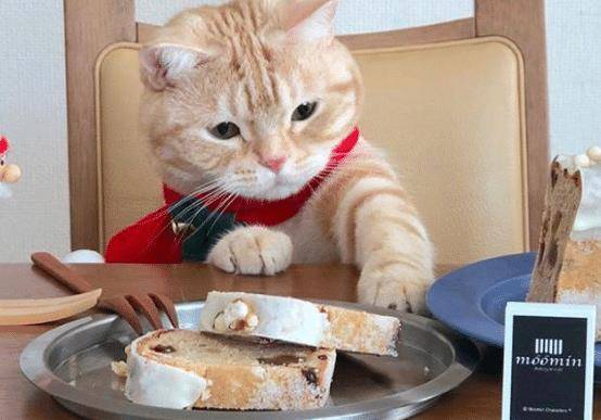 猫咪胖乎乎是可爱,不过为了猫咪的健康,日常饮食搭配不能忽视 猫咪胖乎乎是可爱,不过为了猫咪的健康,日常饮食搭配不能忽视