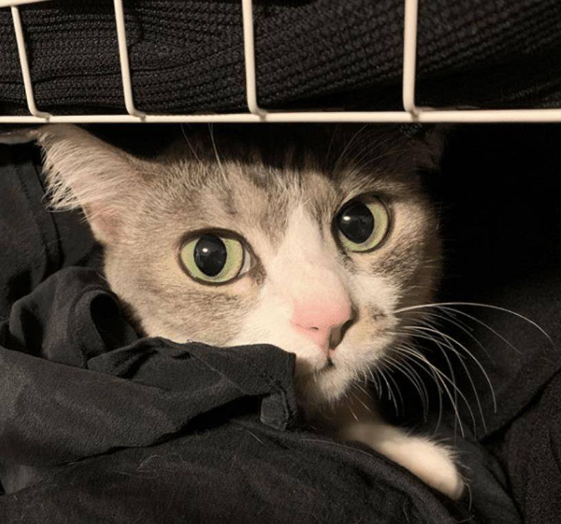 猫咪不要主人坐新买的椅子,它推主人时的表情太搞笑了,要成精了 猫咪不要主人坐新买的椅子,它推主人时的表情太搞笑了,要成精了