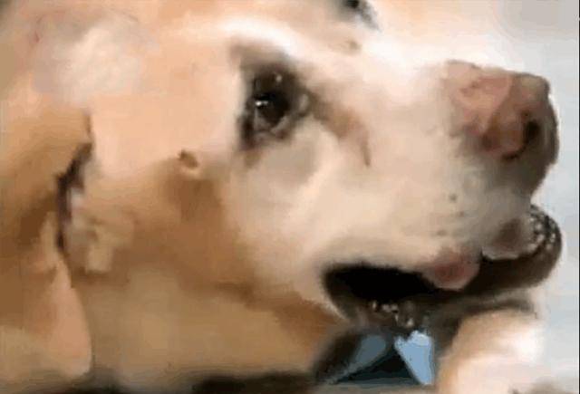 狗狗照顾残疾主人15年, 临终前狗狗留下的遗言, 让主人泪崩