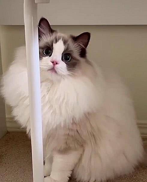 猫咪界中的仙女猫，颜值和身价成正比，网友：行走的人民币啊！