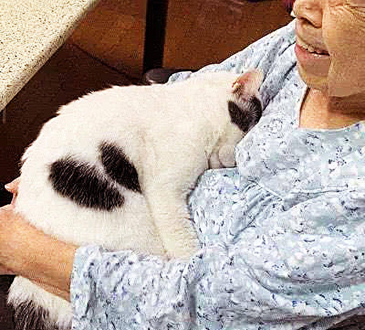 将猫咪让外婆暂时饲养，1个月后，再次看到猫咪时，女子哭了！ 