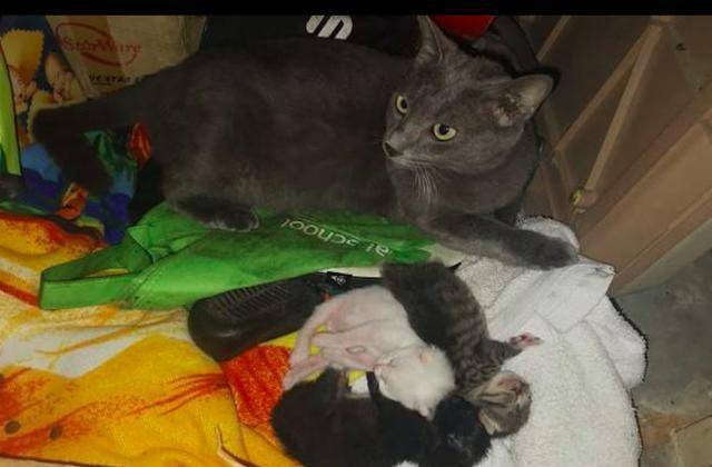 猫妈妈在杂物间生产,女子果断收养了它们一家:是猫咪选择了我! 猫妈妈在杂物间生产,女子果断收养了它们一家:是猫咪选择了我!