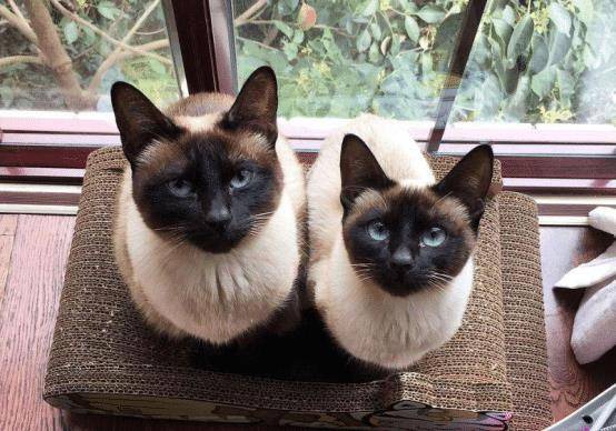 进行|几种很粘人的猫咪,可以去进行考虑,它们均有自己的独特之处