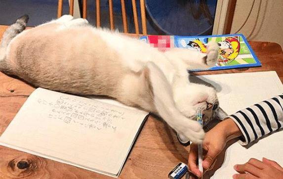 猫咪试图阻止小主人写作业，最后却被她给打败了，猫：谁还不是个宝宝