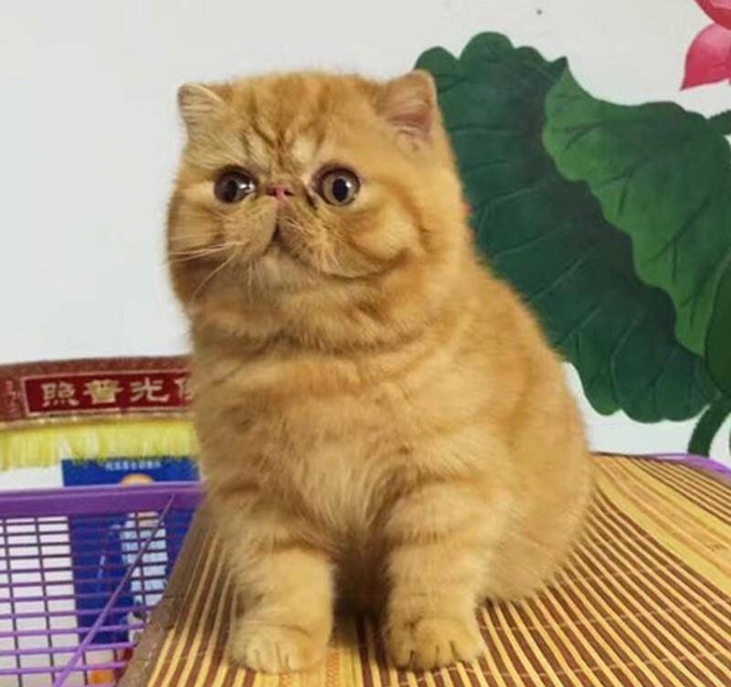 因为|加菲猫寿命一般多少年?