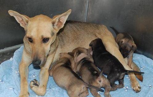 怎么看小狗有没有生完孩子 522beabd2396411b8888b571203dbbd4.jpeg