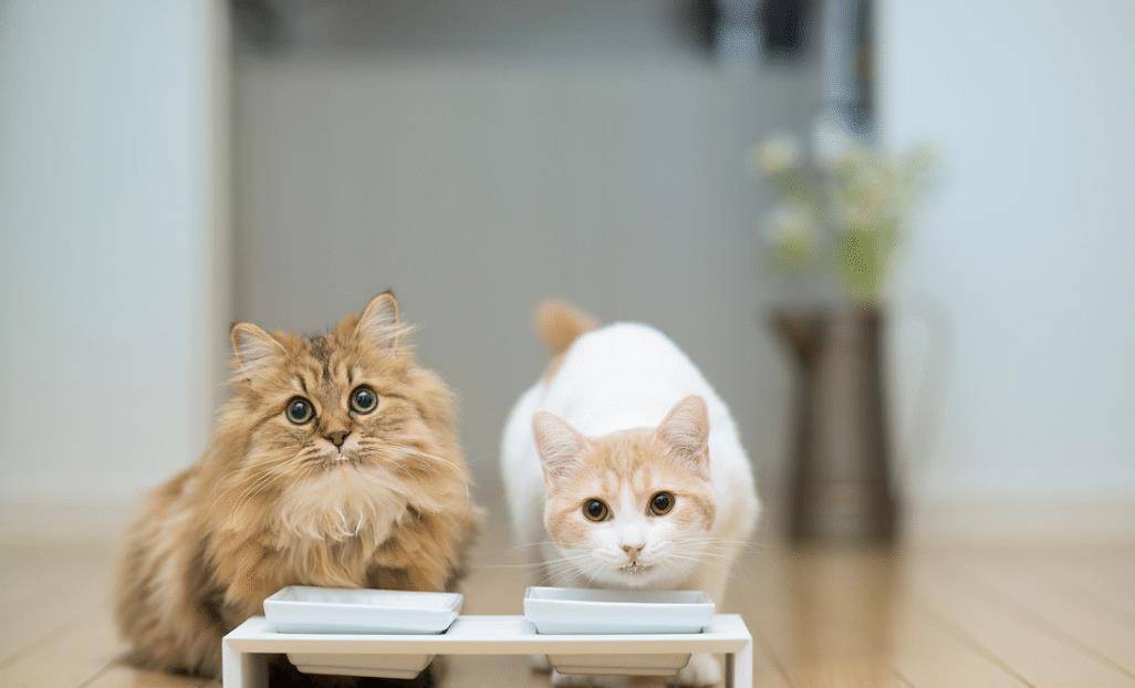猫咪化毛球吃什么好？猫咪吃什么化毛？