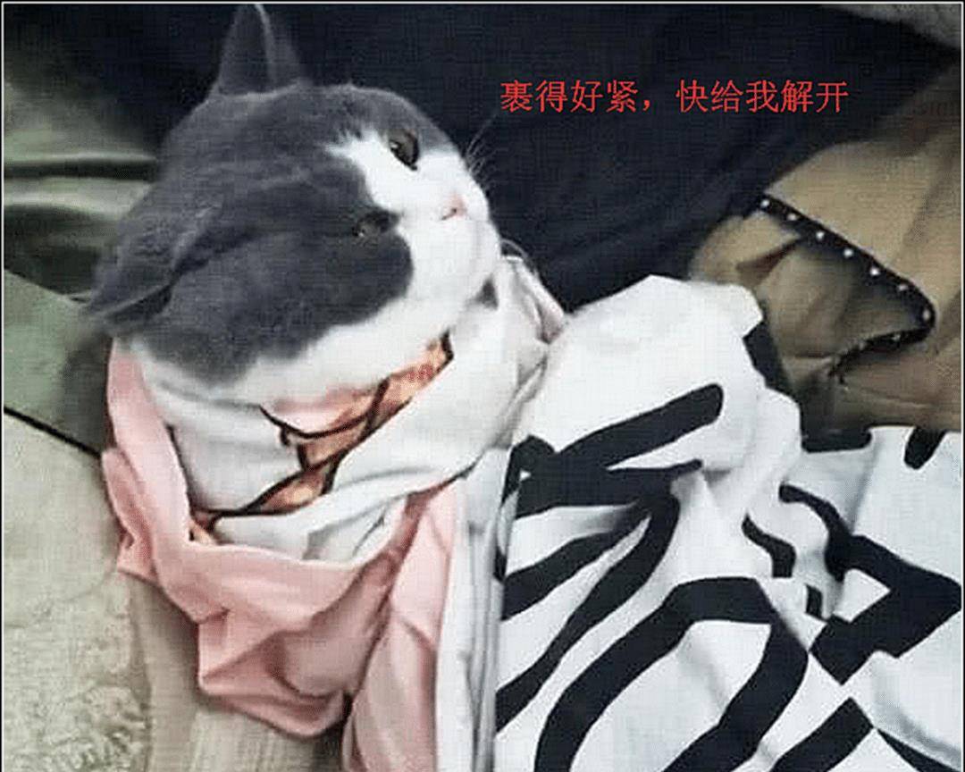 男友不喜欢猫,女主下班发现他抱着猫咪睡觉,掀开被子一看傻眼了 男友不喜欢猫,女主下班发现他抱着猫咪睡觉,掀开被子一看傻眼了
