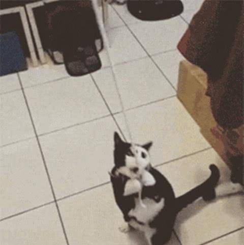 猫咪天生奇相,长有一副“阴阳脸”,网友:投错胎了吧! 猫咪天生奇相,长有一副“阴阳脸”,网友:投错胎了吧!