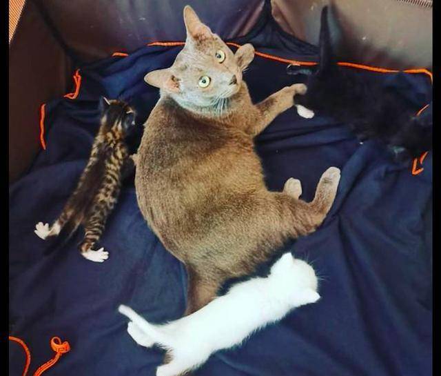 猫妈妈在杂物间生产,女子果断收养了它们一家:是猫咪选择了我! 猫妈妈在杂物间生产,女子果断收养了它们一家:是猫咪选择了我!