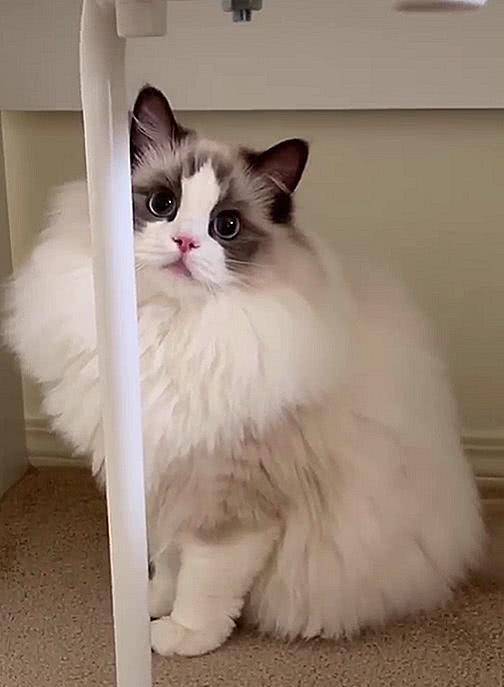 猫咪界中的仙女猫，颜值和身价成正比，网友：行走的人民币啊！