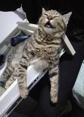 狸花猫睡觉就翻白眼,主人偷偷拍下来吐槽,这个样子一点都不正经 狸花猫睡觉就翻白眼,主人偷偷拍下来吐槽,这个样子一点都不正经