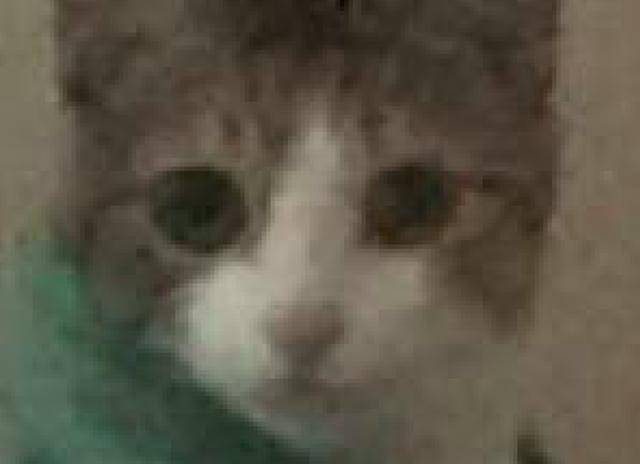 猫咪|网友起床没叫猫咪,它醒来后就坐在床上质问主人:为什么不叫我!