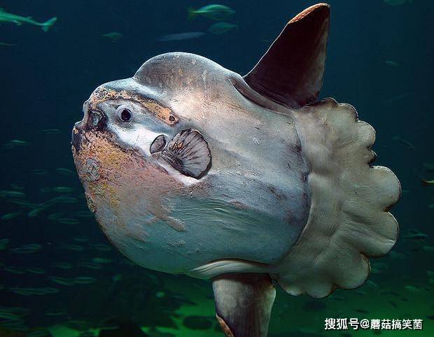 翻车鲀和翻车鱼有什么区别 8d2314692adf490aa880818e8e0b09cc.jpeg