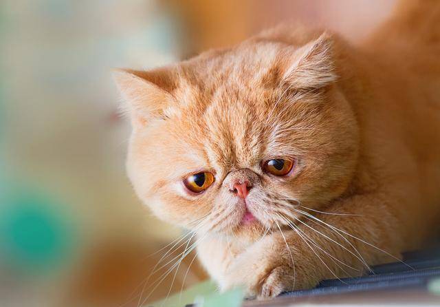 猫咪|猫咪永远养不熟？这4种适合家养的猫咪你知道吗？