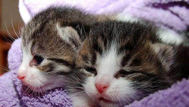 猫是“独行侠”所以不怕孤独？70%的猫可能会患上分离焦虑症！