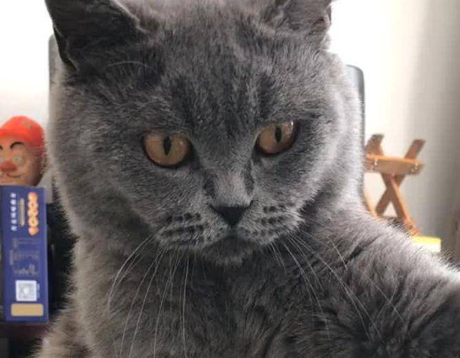 猫咪抬爪半天都不动，主人以为练神功，猫：看够了没，快救我
