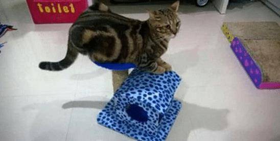 猫咪试用网购来的猫架子后,主人笑出猪叫声,网友:猫生好艰难 猫咪试用网购来的猫架子后,主人笑出猪叫声,网友:猫生好艰难