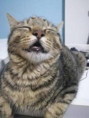 狸花猫睡觉就翻白眼,主人偷偷拍下来吐槽,这个样子一点都不正经 狸花猫睡觉就翻白眼,主人偷偷拍下来吐槽,这个样子一点都不正经