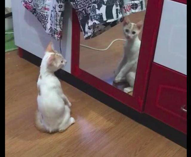 猫咪在镜子面前摆弄双爪，猫咪：为什么镜子里的猫总模仿我？