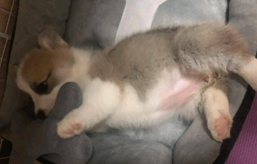 厕所|柯基有特殊癖好,好好的狗窝不睡,非得睡在这种地方