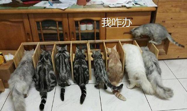 害怕6只猫咪抢食,小伙纯手工打造隔离区,开饭时却尴尬了 害怕6只猫咪抢食,小伙纯手工打造隔离区,开饭时却尴尬了