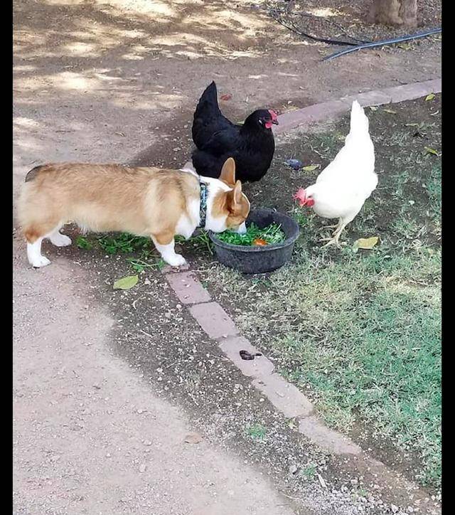 什么|柯基看到鸡群在吃东西，也跑过去抢着吃，狗：我也是一只“基”！