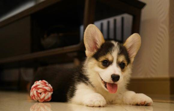 玩具|柯基把这个东西当伙伴，走到哪里都要一起，谁拿跟谁急