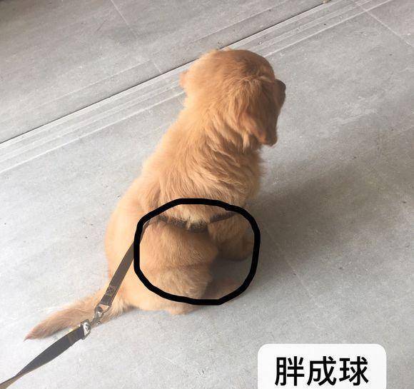 金毛从“肉球”长成“肉干”，它越大越瘦，看着真让人着急 