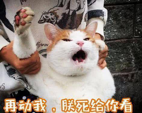 橘猫:我就是饿死也不妥协的,主人:你说啥?橘猫:念错了剧本! 橘猫:我就是饿死也不妥协的,主人:你说啥?橘猫:念错了剧本!
