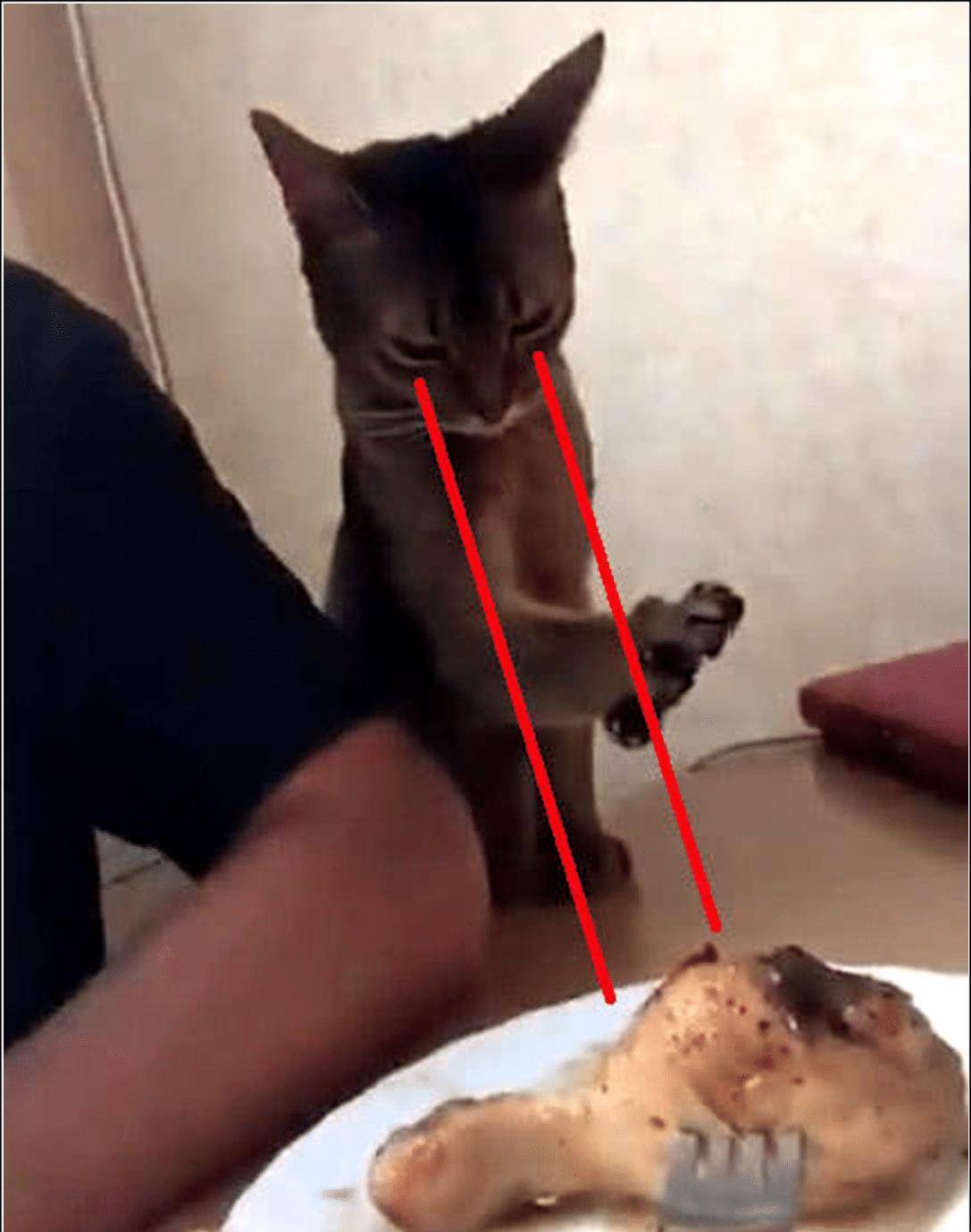 猫咪亲了下男主,本以为就结束了,接下来的举动令人笑喷了 猫咪亲了下男主,本以为就结束了,接下来的举动令人笑喷了